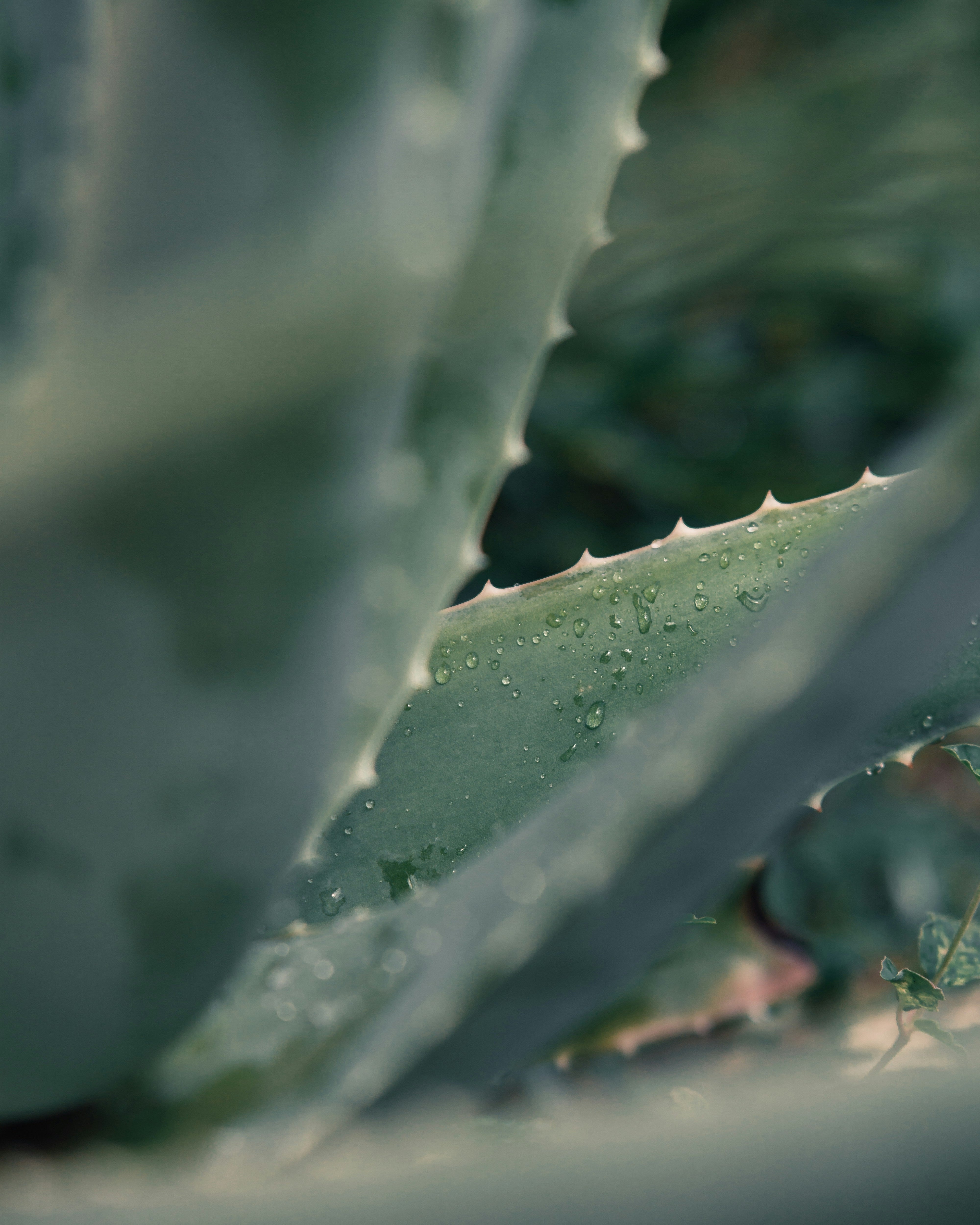 Cosmética Orgânica: Uma Escolha Gentil e Consciente para o Seu Corpo